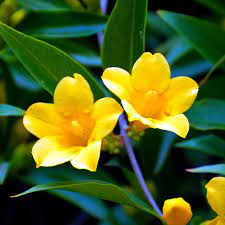We grow specialty flowers for weddings, events and everyday enjoyment. South Carolina State Flower Yellow Jessamine