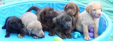Labrador retriever puppies for sale of this quality are in demand. Pin On Kind Of Dog I Want