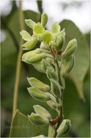 Image result for Rhynchosia hirta