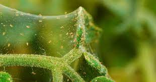 How To Get Rid Of Spider Mites Planet Natural