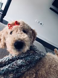 The goldendoodle is a designer dog, a hybrid dog breed resulting from breeding a poodle with a golden retriever. Austin Golden Doodles