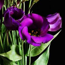 E un'erbacea perenne, ma in esterno viene generalmente sono anche molto apprezzati in coltivazione numerosi ibridi a fiori rosa, bianchi e viola. Lisianthus Apulia Plants