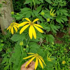 Image result for Rudbeckia laciniata