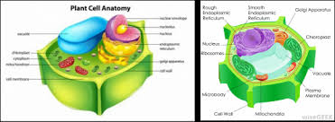 Check spelling or type a new query. Plant Cell Structure Plant Science