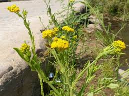 Image result for Nidorella pinnata