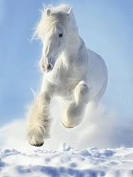 Winter Wonderland Horses Animals Beautiful Pretty Horses