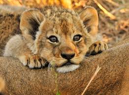 Baby Lions More Than Just Savanna Princes Africa Freak