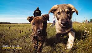 A construction worker named sebastian bushey was on his way home when he noticed a tiny puppy all alone on the side of the road. Jogging Can Be Harmful To Puppies Puppy Leaks