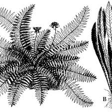 Image result for Tetracera boiviniana