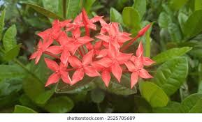 Image result for Pavetta rwandensis