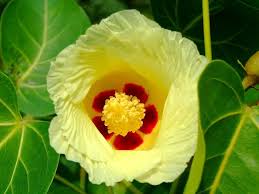 Image result for Thespesia