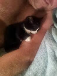 Spottless catalan cattery have 2 females colour black tabby brown.will be full vaccination ,microchip,fleas and worms treatment with pedigree certificate.for more information please contact me.available to reserved deposit 250£ non refundable. Rare Munchkin Kitten For Sale In Medford Oregon Classified Americanlisted Com