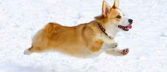 The approximate wait time for a puppy is five to six months after you submit the $100 deposit for the paid waiting list. Pembroke Welsh Corgi Puppies For Sale Greenfield Puppies