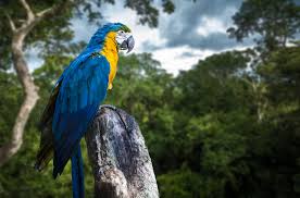 Step into the world's largest rainforest and learn all there is to know about the mighty amazon river. What Animals Live In The Amazon Rainforest Amazon Animals Rainforest Animals Rainforest Birds