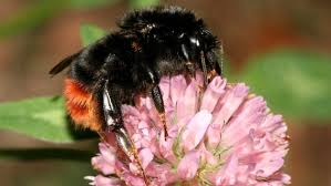 Nicht immer zählen sie zu unseren freunden. Haufige Heimische Insekten Erkennen Ndr De Ratgeber Garten