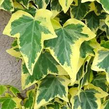 Image result for Hedera