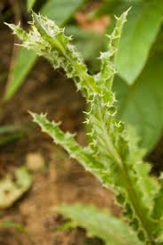 Image result for Berkheya