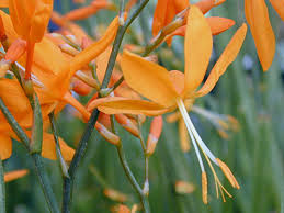 Image result for Crocosmia aurea