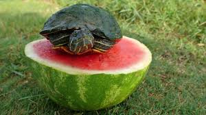 Check spelling or type a new query. Baby Turtle Eating A Strawberry Like For Real Dough