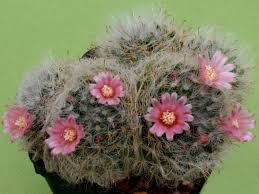 Shown here is the bloom of the englemann's hedgehog (echinocereus engelmannii). How To Grow And Care For A Powder Puff Cactus World Of Succulents