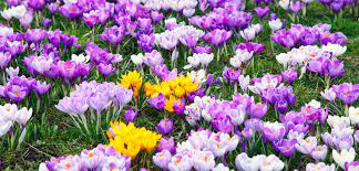 Feb 04, 2021 · crocuses are some of the cheeriest spring flowers, providing masses of pollen for early queen bumblebees. Top 25 Earliest Blooming Spring Flowers Shrubs Trees Gardening Tips