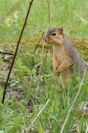 Bird Feeder Protection From Squirrels Super Squirrels Protecting A Neighborhood Near You Squirrel In The Tree The Neighbourhood