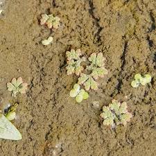 Image result for Azolla filiculoides