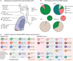 Mit der privatklinik döbling zusammenarbeitende ärztinnen und ärzte (belegärzte, ärzte im ordinationszentrum). Frontiers Respiratory Mononuclear Phagocytes In Human Influenza A Virus Infection Their Role In Immune Protection And As Targets Of The Virus Immunology