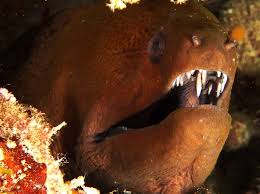 The moray eel has a double set of jaws on it which are very similar to that portrayed in the movie the teeth in the rear jaw are hooked to enable the jaw to grip the meat and pull it down the throat. Giant Moray Eel Gymnothorax Javanicus Fiji Photo 5 Tropical Pacific Reefs