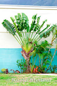 Image result for Strelitziaceae