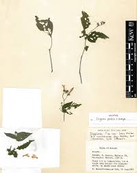 Image result for Agelanthus krausei