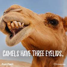 How many eyelids does a camel have? Facebook