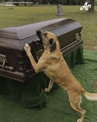 I went to my dad's funeral with Bella, his dog. She's usually cool with chilling in the car when I say so, but... NOT THIS TIME. So, there we were, doing the