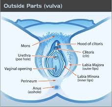 The vagina is not cylindrical in shape, but more like a flattened cone, narrow at the vaginal opening, and widening as the vagina approaches the cervix. Vulvas Teen Health Source