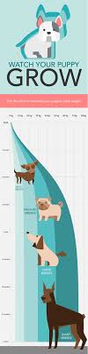Puppy growth chart by breed size 3. Use A Puppy Growth Chart To Determine Size Care Com