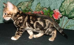 Black And Grey Tabby Cat Personality The Bengal Cat Den New Mexico Bengal Cats Kittens Breeders Bengal Cat Bengal Kitten Asian Leopard Cat