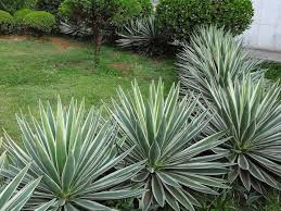 Agave Angustifolia Marginata World Of Succulents Front Yard Garden Design Florida Landscaping Succulent Landscape Design