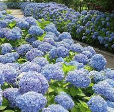 Soph Isticated Style On Instagram Happy Saturday Image Via Gardenlifenz Nikko Blue Hydrangea Fast Growing Trees Blue Hydrangea