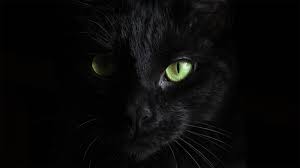 Black Cats Why Are They Considered Bad Luck Catit Uk
