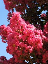 Image result for Lagerstroemia