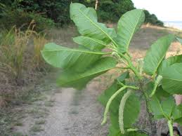 Image result for Milicia excelsa