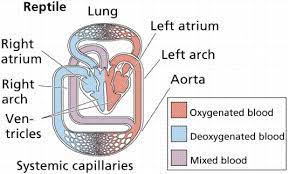 Circulatory Systems In 2021 Circulatory System Body Systems System