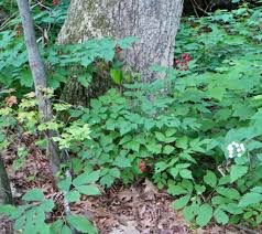 Image result for Blumea adamsii