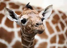 17 Baby Giraffe Facts Size Diet Skills Photos Videos Storyteller Travel
