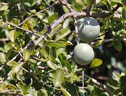 Image result for Strychnos madagascariensis