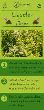 Liguster Experten Tipps Zum Pflanzen Schneiden Co Liguster Pflanzen Liguster Pflanzen