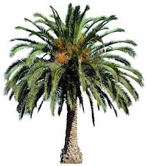 A Collection Of Tropical And Subtropical Plant Images With Transparent Background Tree Photoshop Dates Tree Tree Psd