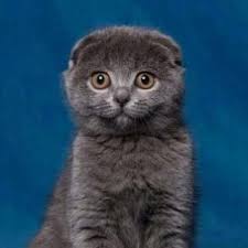 Scottish Fold Ozellikleri Ve Bakimi Hakkinda Hersey Scottish Fold Kedi