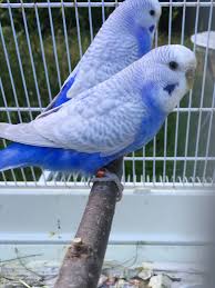 Blue Birds You Can Have As Pets Pin By Spiffy Pet Products On My Birds Parakeet Bird Cute Birds Pet Birds