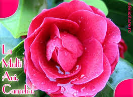 La Multi Ani Camelia Flowers Rose Plants